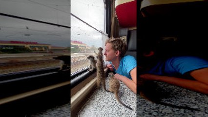 Travelling Meerkats Take the Train