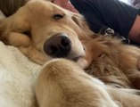 Adorable Dog Snores While Sleeping Next to Owner