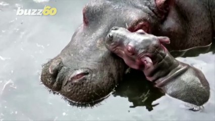 An Adorable Moment Between a Newborn Hippo and its Mom Captured on Camera