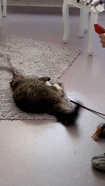 playing with pet cat