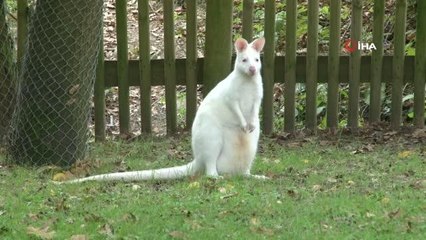 Bir günlük kanguru annesinin kesesinden dünyaya ilk kez göz attı