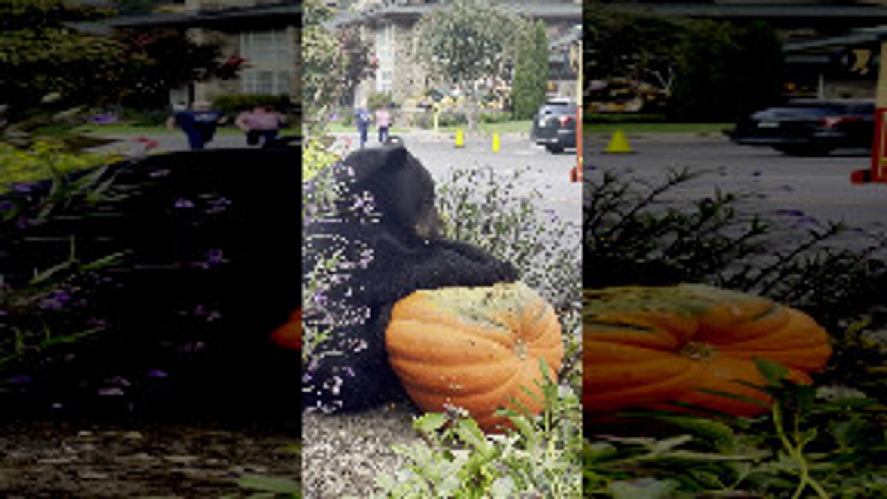 Black Bear Snacks On Pumpkin Display