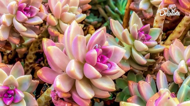 El mágico significado de que te regalen suculentas + 5 curiosidades. | Cocina Delirante