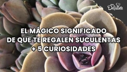 El mágico significado de que te regalen suculentas + 5 curiosidades. | Cocina Delirante