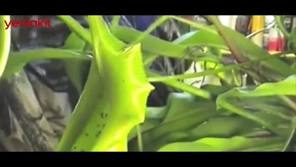 Yapraklarının arasına giren kurbağayı tek hamlede nefessiz bıraktı!