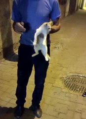 DİYARBAKIR'DA KANALİZASYONA DÜŞEN KEDİ 2.5 SAATLİK ÇALIŞMAYLA KURTARILDI