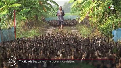 Thaïlande : quand les canards remplacent les pesticides