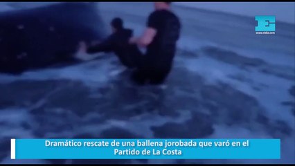 Dramático rescate de una ballena jorobada que varó en el Partido de La Costa