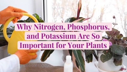 Why Nitrogen, Phosphorus, and Potassium Are So Important for Your Plants