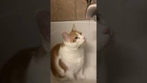 Ginger Cat Loves Drinking From the Faucet
