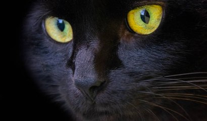 Black Cat Folklore and Superstitions: Explained
