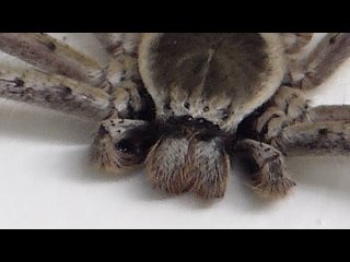 Australians Share Garage With Giant Huntsman Spider