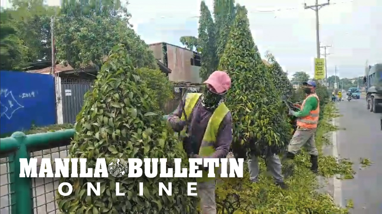 Workers trim plants like Christmas trees in Davao City in preparation of installing Christmas decors