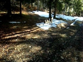 Balade en foret