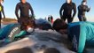 Baleias resgatadas na Argentina