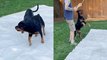 'Funny Rottweiler gets freaked out by a measuring tape '