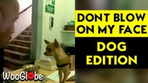 ''Don’t blow in my face!' Dog's hilarious reactions to getting teased by owner'
