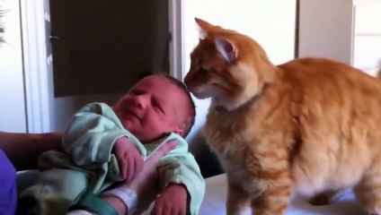 Cats Meeting Babies for the First Time Compilation 2021