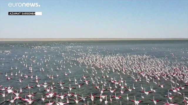 Стая фламинго прилетела на Караколь