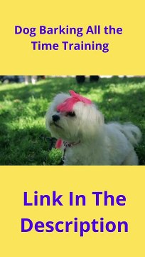 Dog Barking All the Time Training | How to Stop Dog Barking in Seconds