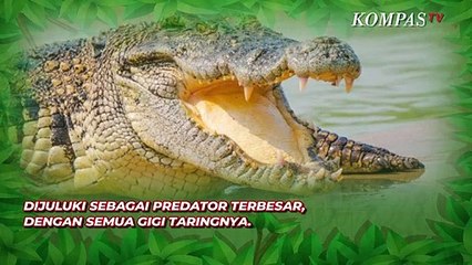 Kasihan! Buaya Sering Jadi Simbol Ketidaksetiaan, Faktanya Bukan Begitu
