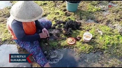 Warga Gencar Panen Bulu Babi Yang Melimpah Di Pantai