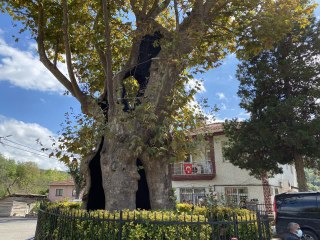 Rum çetelerin işkencelerine tanıklık eden 8 asırlık 'işkence ağacı'