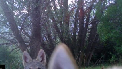 Yaban hayatı zenginliği fotokapanlarla kayıt altına alındı