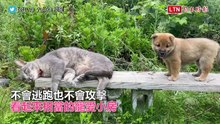 這次不是貓貓推下去的！幼柴犬與貓嬉鬧　自行摔落超可愛