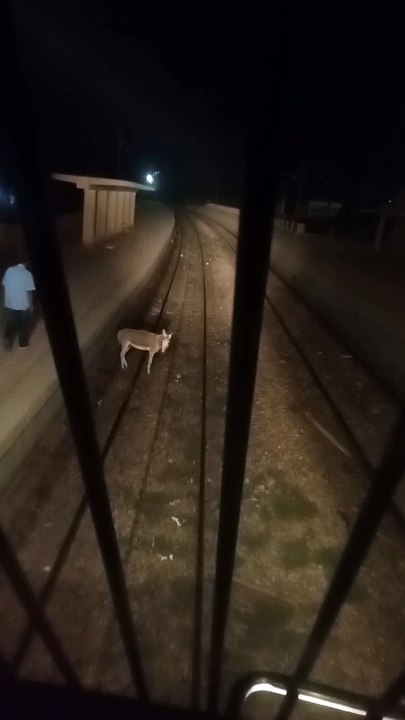 قائد قطار يفاجأ بـحمار مربوطا على شريط السكة الحديد بأسوان