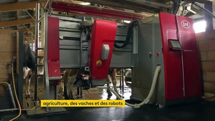 Agriculture : en Haute-Savoie, des robots intelligents réalisent la traite des vaches