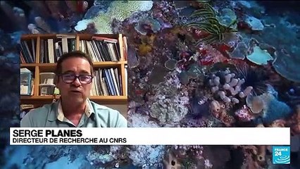 Disparition de 14% du corail dans le monde entre 2009 et 2018 (rapport)