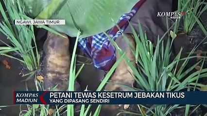 Download Video: Petani Tewas Kesetrum Jebakan Tikus Yang Dipasang Sendiri