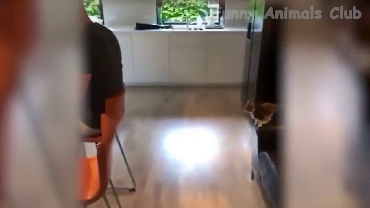 funny cat