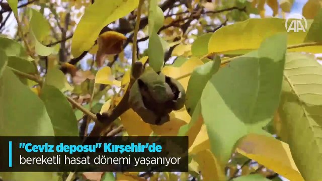 Ceviz deposu Kırşehir'de bereketli hasat dönemi yaşanıyor