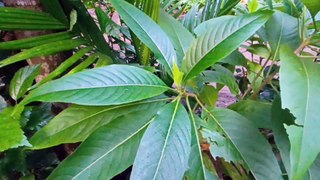 Useful plants around us have  medicinal use, Kelva-Mahim, Palghar