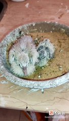 اخوات تؤام بس واحده أكبر من اختها