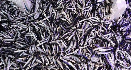 Hamsi fiyatları gerileyince vatandaş tezgahlara akın etti