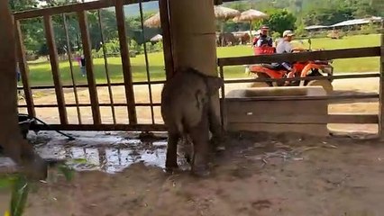 Rescued Baby Elephant Has The Most Adorable First Bath