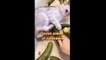 Try Not To Laugh - Dogs And Cats Reaction To Food_ MEOW