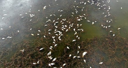 Korkutan çevre felaketi, gölün kıyısı ölü balıklarla doldu