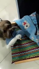 Doggy Shows Off His Nightly Routine