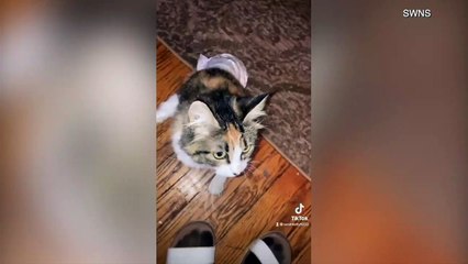 Paraplegic Cat Gets a New Chance at Life and is One 'Purrfect' Pet