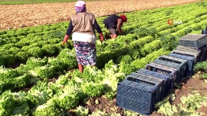 Tarlada 50 kuruş, markette 8 lira