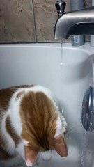 Ginger Cat Loves Drinking From the Faucet