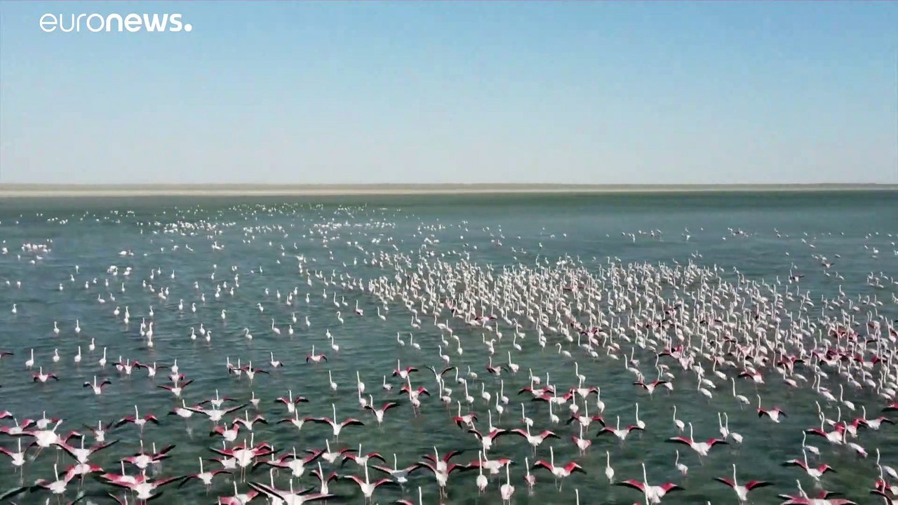 Spektakuläre Dronenaufnahmen: Flamingo-Schwarm in Kasachstan
