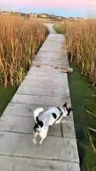 Dog Mistakes Algae for Grass, Walks Headfirst off Dock