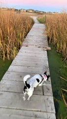 Dog Mistakes Algae for Grass, Walks Headfirst off Dock