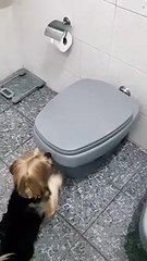 Yorkie Uses a Mini Toilet