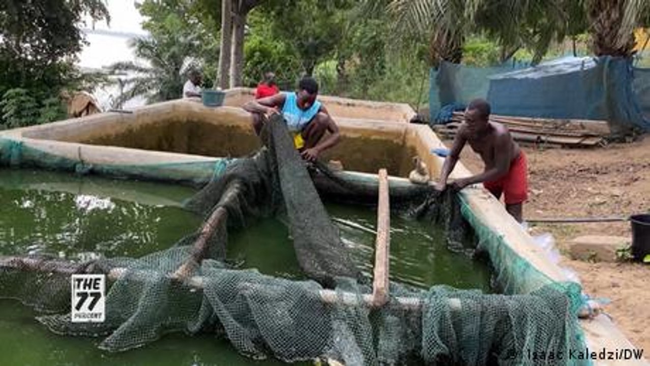 Ghana: From fish-farm to table
